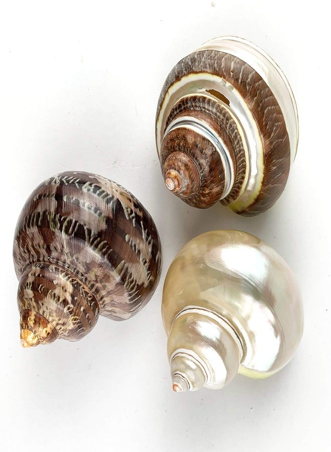 Worlds 3PC Large Mix Hermit Crab Shells&Turbo Shells 2"-2-3/4"Inch - Image 1